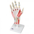 M33-1_01_Hand-Skeleton-Model-with-Ligaments-and-Muscles