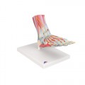M34-1_02_Modele-de-squelette-du-pied-avec-ligaments-et-muscles