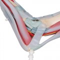 M34-1_08_Foot-Skeleton-Model-with-Ligaments-and-Muscles
